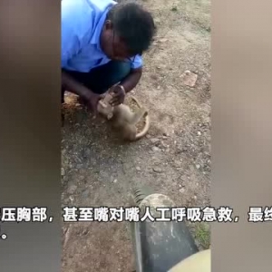 男子对被野狗袭击的猴子人工呼吸急救 兽医担心其感染狂犬病