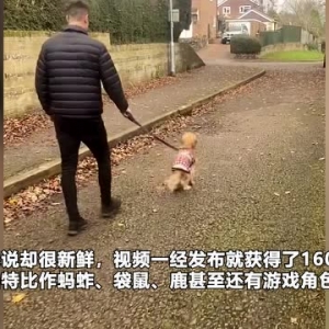 英国一只狗子当自己是兔子 走路蹦蹦跳跳超有趣