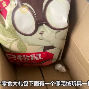 买“三只松鼠”送一只仓鼠？网购零食箱内现活仓鼠，商家回应