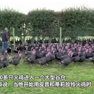 英国农场主训练两只牧羊犬每天晚上将10000只放养火鸡赶回家