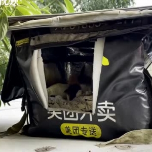 成都小区保安自费5万余元照顾流浪猫：看病、做绝育、搭窝