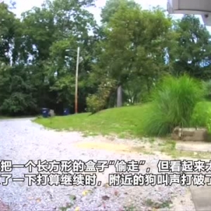 汪星人大盗！美国一只狗子被拍到“偷”邻居家包裹