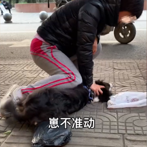 女子被自家宠物狗咬伤，当街压住狗头训狗：崽，我教你怎么做狗