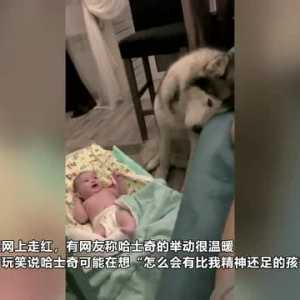 俄罗斯一哈士奇因小主人哭闹睡不好 没精打采靠在沙发上