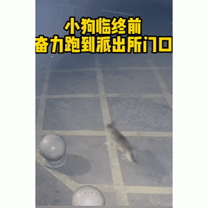 狗狗中毒后跑到派出所求救，却仍被狗贩子拖走，民警：我帮你讨回公道！