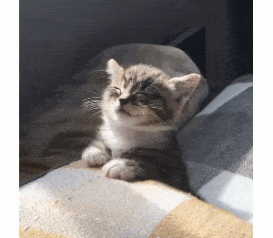 猫咪爱睡在这几个地方，说明它很爱你，视你为亲人