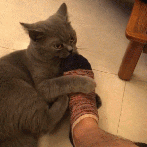 猫咪更喜欢的，是身上有“猫味”的人