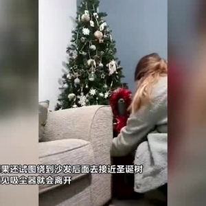 为避免圣诞树被破坏 英国一主人将狗狗最怕的吸尘器摆在树前