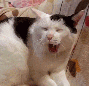 猫咪打哈欠就是犯困？其实有很多种原因，最后一种特别需要注意！