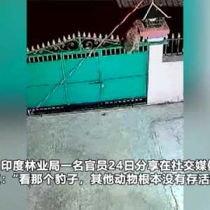 豹子跳进院子猎杀宠物狗 叼着狗轻松一跃翻墙而出