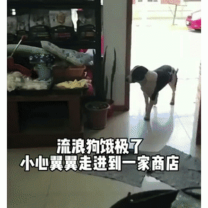 流浪狗进商店偷食物，得手后居然开心到起飞……画面也太可爱了！