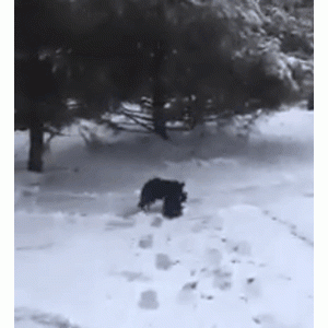 流浪小猫冻僵在雪地里痛哭，狗狗见到后，竟把它拖回了自己的窝……