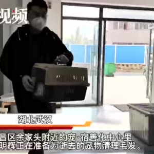 一年见证2000场告别，95后宠物殡葬师让它们体面离去