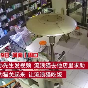 流浪猫冬夜宠物店求助讨食，店主关自家猫放它进来吃饭