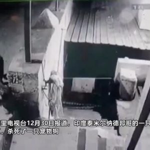 印度一豹子闯入居民区杀死宠物狗 被监控拍下