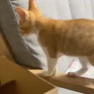 什么是铲屎官的快乐？快乐就是猝不及防被笑出一脸褶子～
