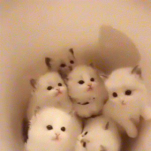 高萌预警！放一波世界最可爱小奶猫给大家吸！