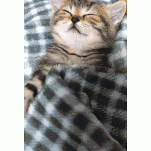若猫咪这样睡觉，那它过得很幸福