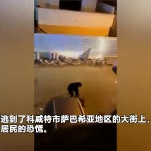 科威特一头宠物狮跑到街上游荡 被主人抱着抓回