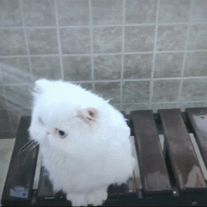 猫咪冷知识：你家猫靠什么来识别主人？回应你的方式是什么行为？