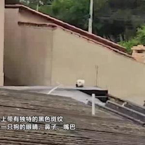 巴西一小猫长有独特斑纹 趴屋顶上被误以为是一只狗