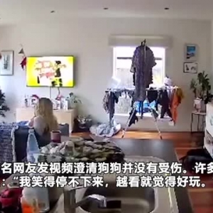 国外男子聊天时手舞足蹈 没注意一个勾拳将狗子锤飞