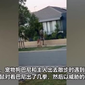 澳大利亚一只勇敢的宠物狗在街道上与高大的袋鼠对峙