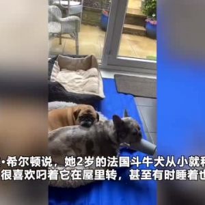 国外一只斗牛犬超依赖一只塑料杯 有时睡着也不肯放开