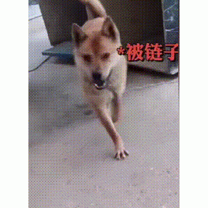 狗狗被主人拴在老屋，为救6只小狗，数次尝试咬断绳子，结局遗憾
