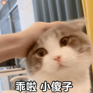猫咪最重视的5件东西，一旦给足，它会很感动