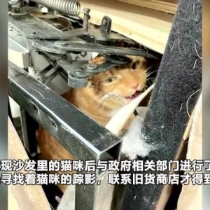 美国一只猫咪藏进旧沙发被捐给旧货店 最终与主人团聚