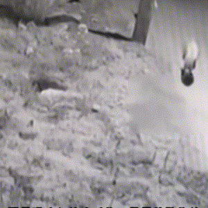 牧羊犬叛变人类加入狼群，袭击羊群！被驯化之后狼性还没被消灭？