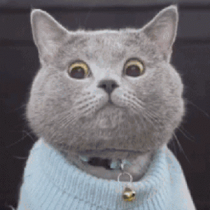 猫咪禁食清单！这些食物千万不要碰