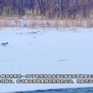 美国一只狗狗在雪中走失7天后与主人重聚