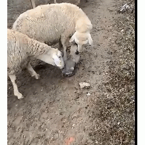 国外一只安纳托利亚牧羊犬幼崽刚满月，就出来驱赶羊群，反被羊群当成小羊羔