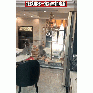 猫的弹跳力有多高？看完我傻了……