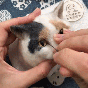 她直播“虐猫”吸粉百万，主人泪流满面