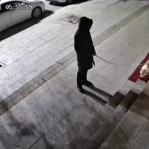 凌晨，张北街头的一条狗