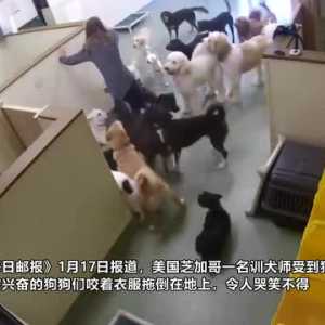 哭笑不得！美国一训犬师受到狗狗热烈欢迎 被咬着衣服拖倒在地