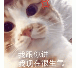 刚睡醒，什么事？丨第299期猫咪表情包