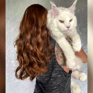 俄罗斯一只将近2岁的缅因猫体型巨大 常被误认成狗