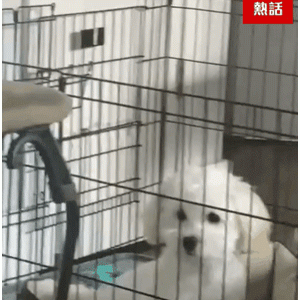洗完澡回家路上，狗狗总是一脸怒意的盯着她，认真一看，吓得她立刻…