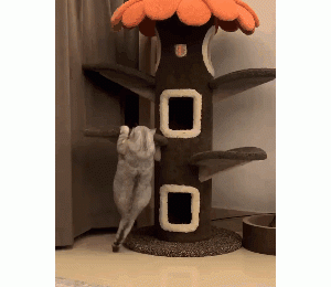 总有一些猫爬架，搞得猫咪很尴尬！