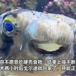 英国一位主人带宠物河豚看牙医 因牙齿太长无法进食
