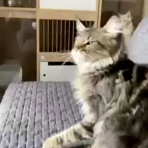 记者帮｜通过视频看中的猫猫后来又不想买了，定金2000元可以退吗？
