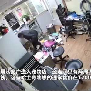美国一名流浪汉从宠物店盗走6只小奶狗 临走前还洗澡看电视