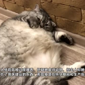 俄罗斯一猫咪怀孕后体重猛增 主人被质疑虐待动物
