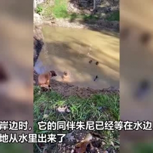 美国两只金毛犬在池塘中玩水 被三只鸭子咬耳朵赶出去