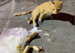疑似断腿猫在垃圾堆里爬行，路人把它当“垃圾”，直到女孩的出现