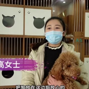 回家过年！你的喵星人汪星人该怎么办？